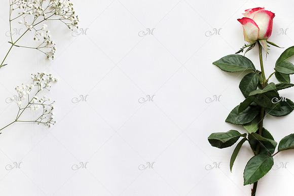 Red-white Rose and Paper Mock up in Product Mockups - product preview 2