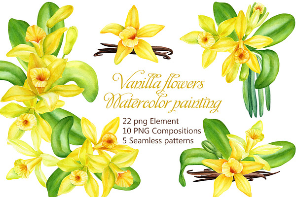 Vanilla flowers, watercolor painting