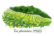 Tea plantation isolated watercolor