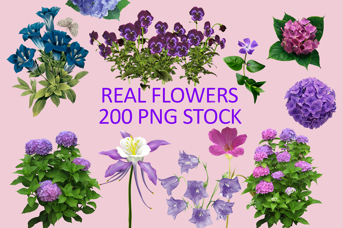 200 Real flowers clipart PNG, Bundle in Objects - product preview 8
