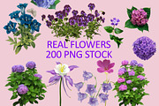 200 Real flowers clipart PNG, Bundle