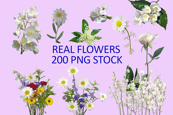 200 Real flowers clipart PNG, Bundle in Objects - product preview 4
