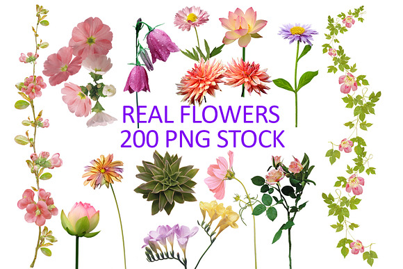 200 Real flowers clipart PNG, Bundle in Objects - product preview 7
