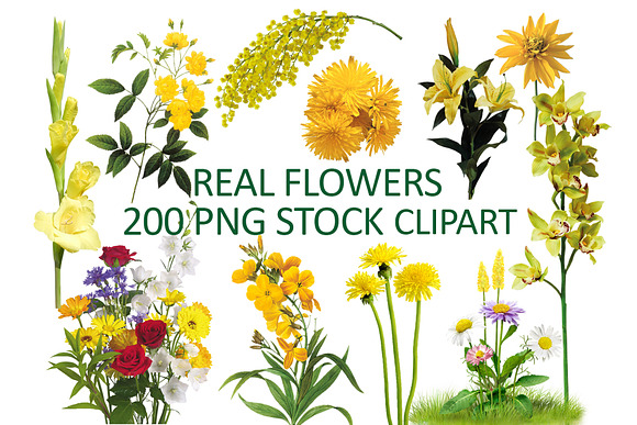 200 Real flowers clipart PNG, Bundle in Objects - product preview 8