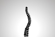 Detailed human spine