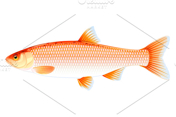 Golden orfe fish