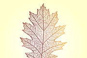Northern red oak leaf fiber