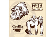 Head Gorilla and African female