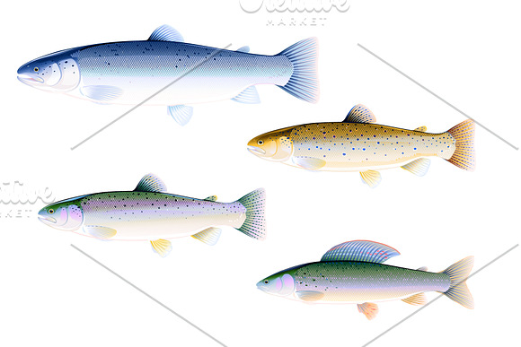 Set of fishes in Illustrations - product preview 1