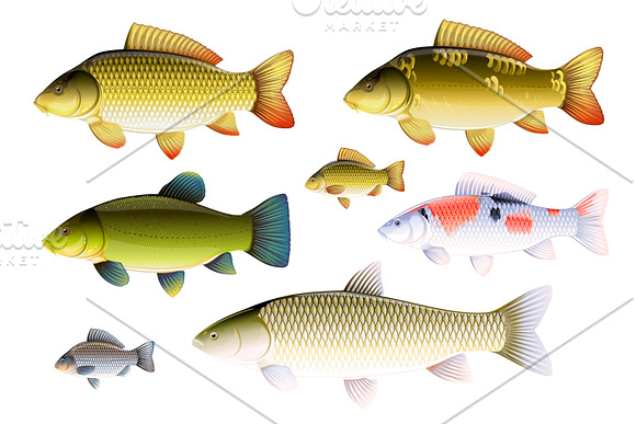 Set of fishes in Illustrations - product preview 2