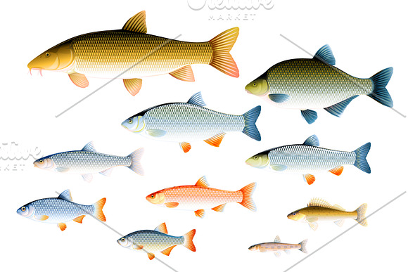 Set of fishes in Illustrations - product preview 3