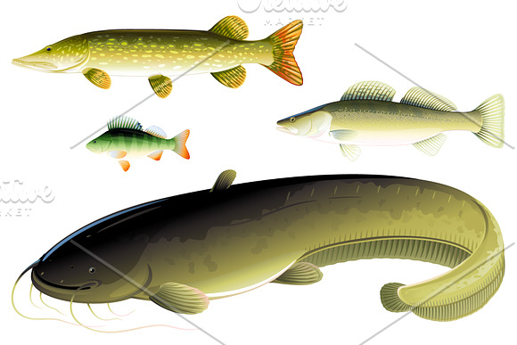 Set of fishes in Illustrations - product preview 4