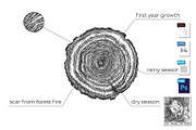 Tree age growth conditions diagram
