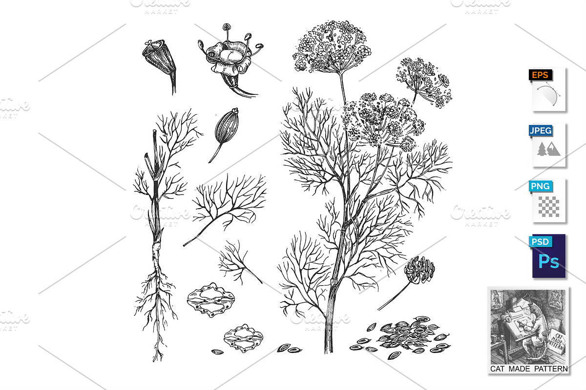 Dill plant for cosmetic and medicine in Illustrations - product preview 8