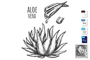 Aloe vera plant and juicy leaves