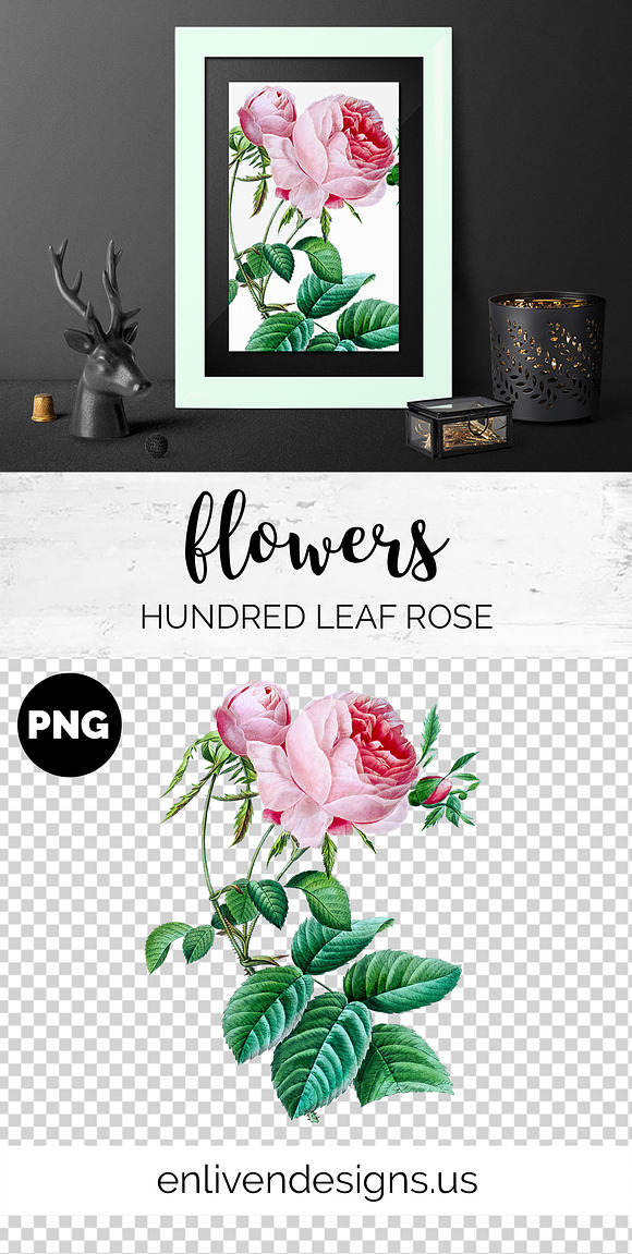 Rose Pink Rose in Illustrations - product preview 1