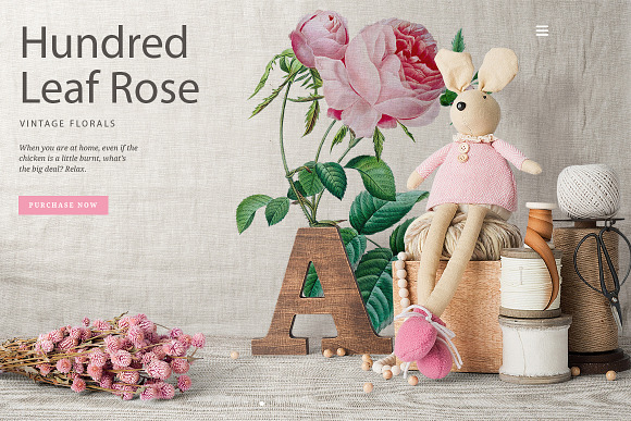 Rose Pink Rose in Illustrations - product preview 5