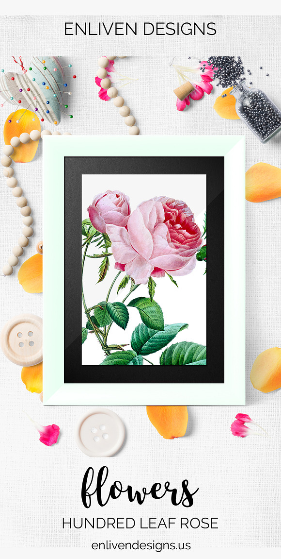 Rose Pink Rose in Illustrations - product preview 7