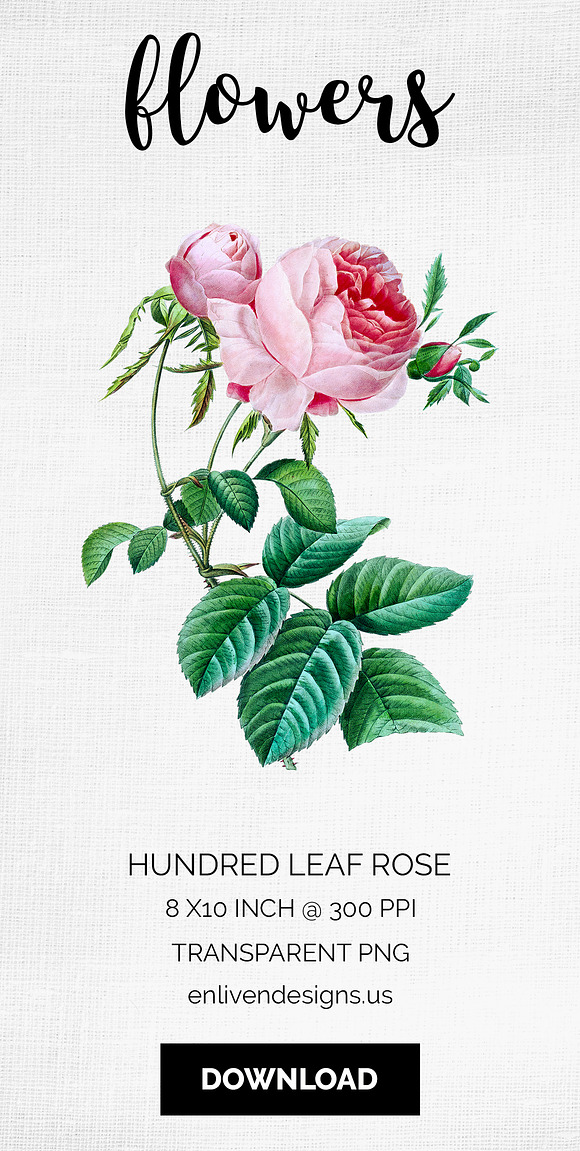Rose Pink Rose in Illustrations - product preview 8