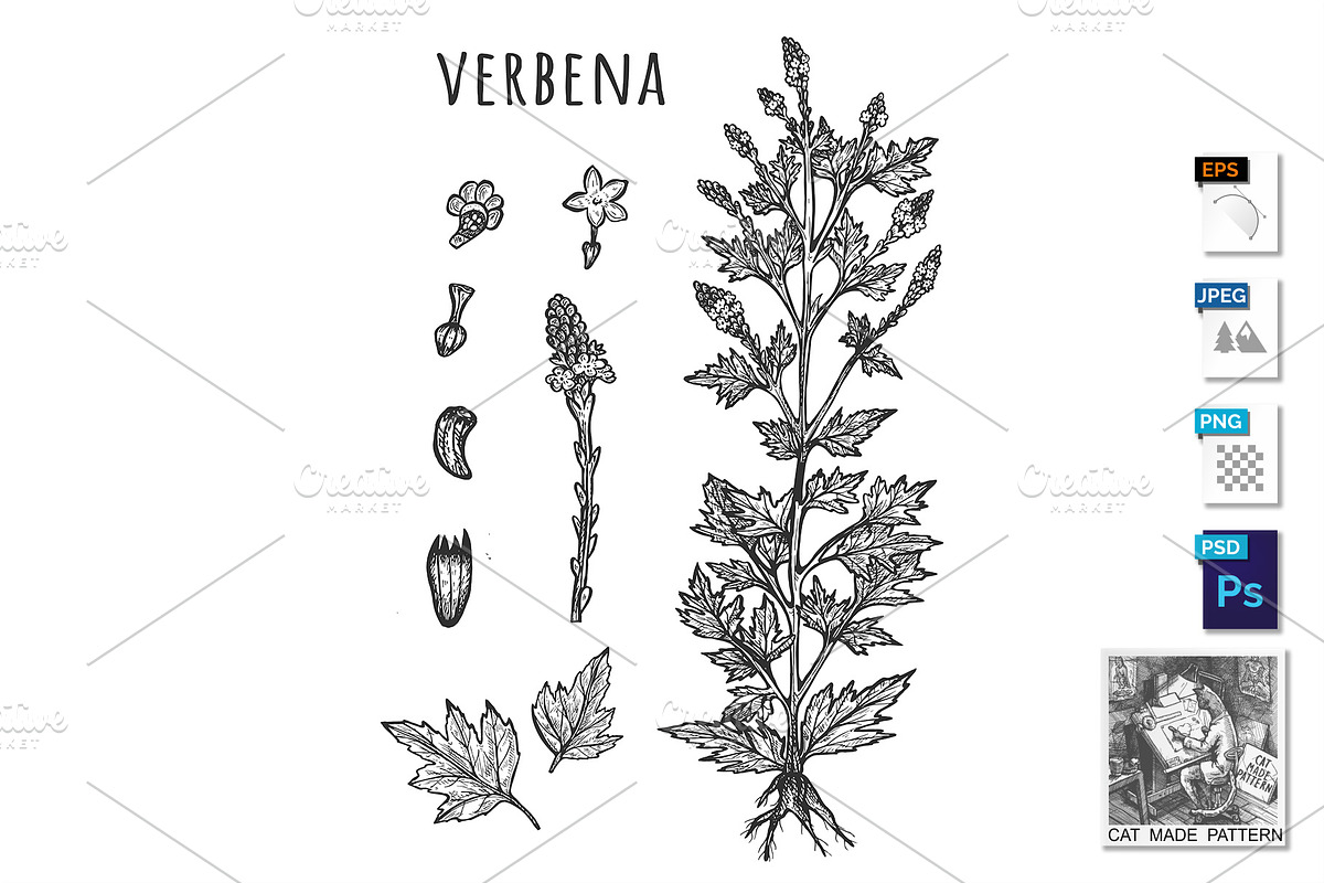 Verbena herb medical illustration in Illustrations - product preview 8