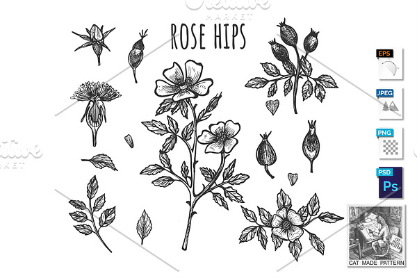 Fresh wild rose hip botanical set