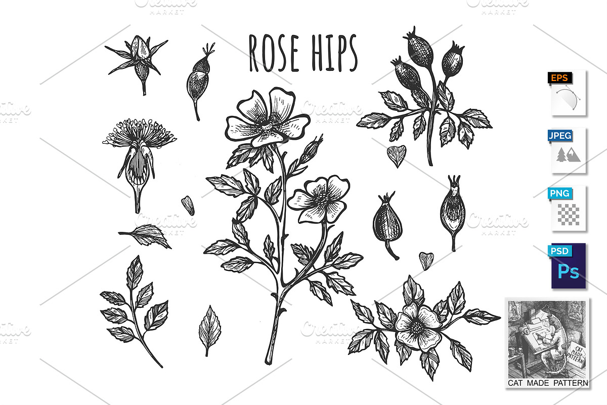 Fresh wild rose hip botanical set in Illustrations - product preview 8