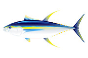 Yellowfin tuna fish