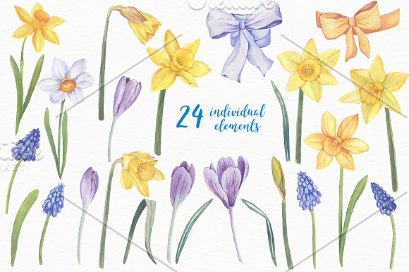 Watercolor Daffodils in Illustrations - product preview 1
