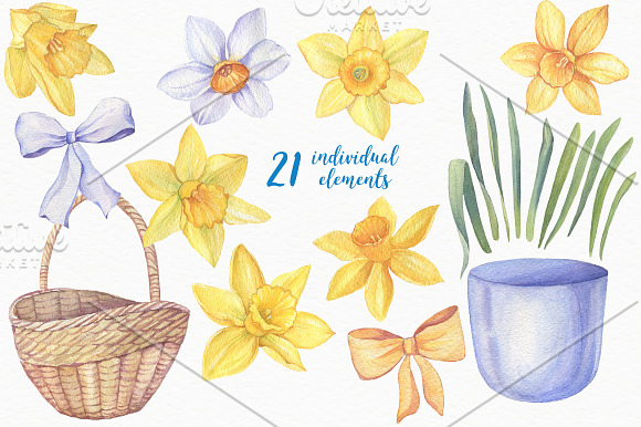 Watercolor Daffodils in Illustrations - product preview 2