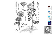 Calendula botanical illustration