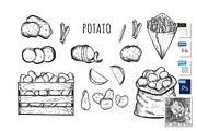 Fresh and cooked potato icons set