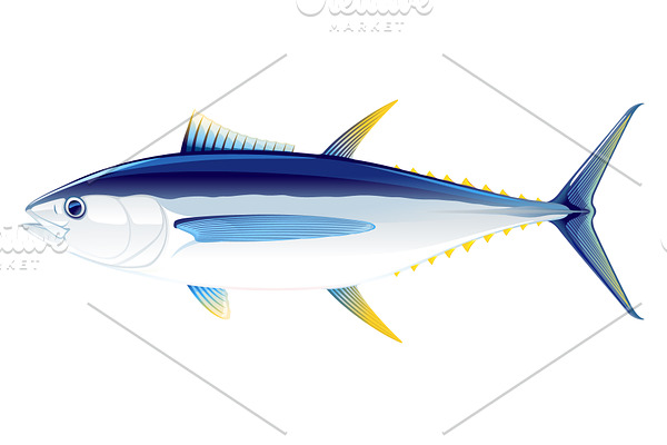 Bigeye tuna fish