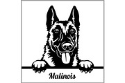 Malinois - Peeking Dogs - - breed