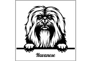 Havanese - Peeking Dogs - - breed