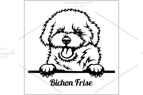Bichon Frise - Peeking Dogs - breed