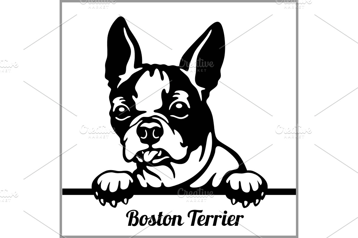 Boston Terrier - Peeking Dogs - - in Illustrations - product preview 8