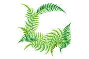 Background with fern leaves.