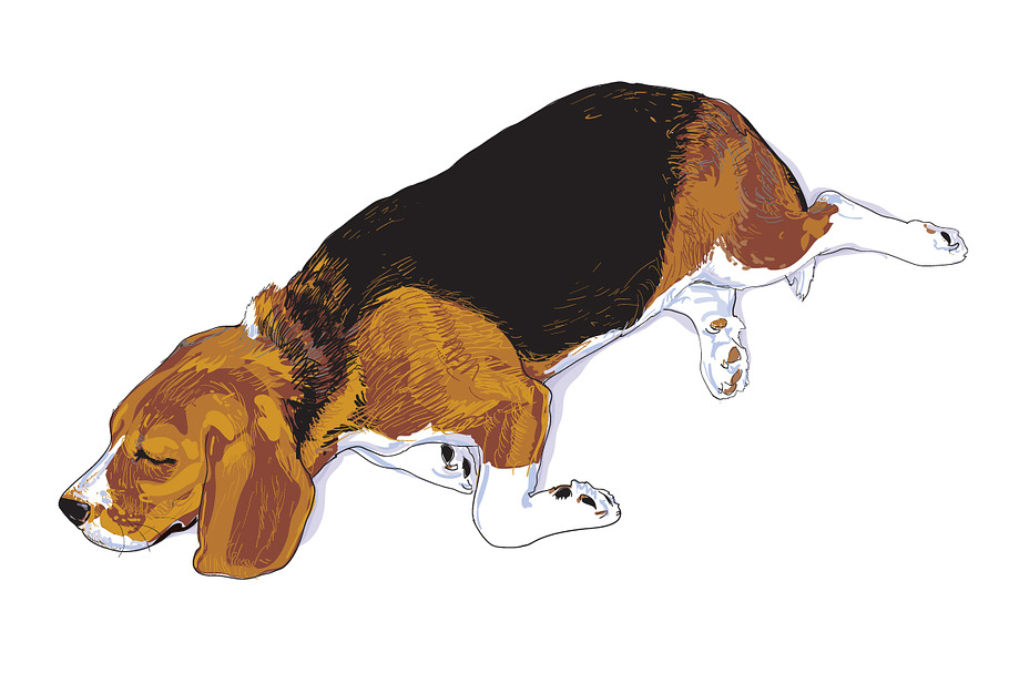 Sleeping Beagle in Illustrations - product preview 8