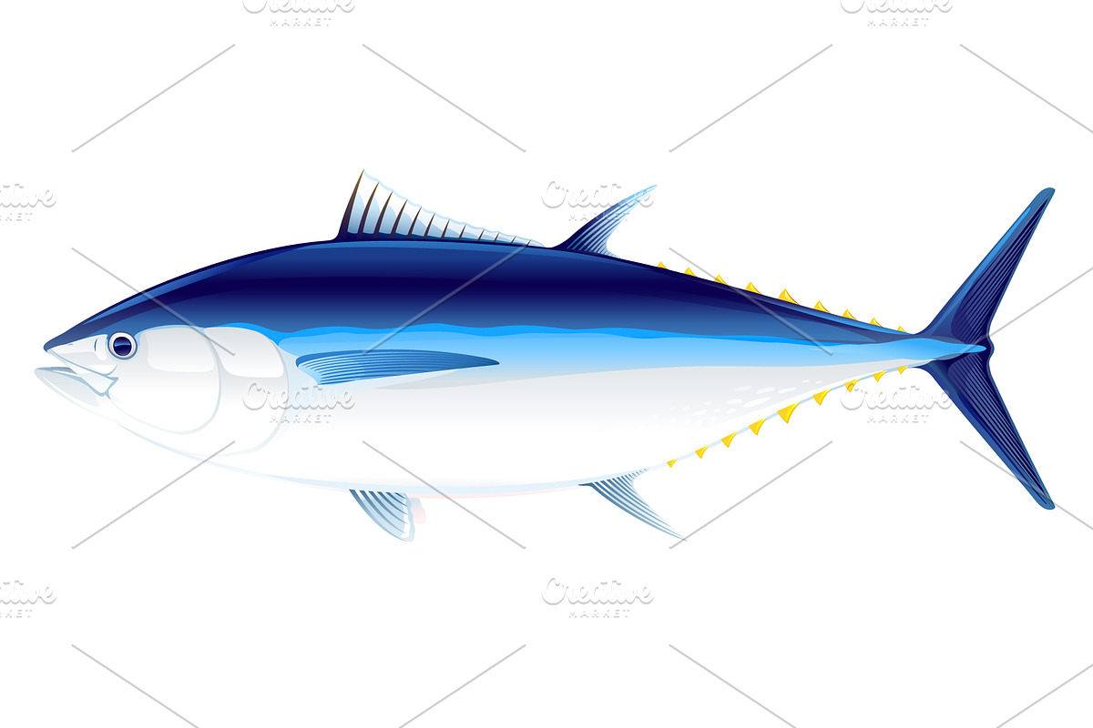 Bluefin tuna fish in Illustrations - product preview 8