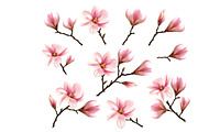 Big Collection with of Pink Magnolia