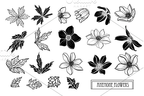 Anemone Flowers Set in Illustrations - product preview 4