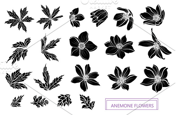 Anemone Flowers Set in Illustrations - product preview 5