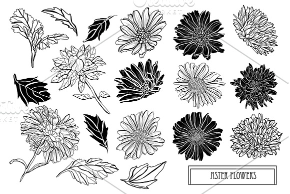Aster Flowers Set in Illustrations - product preview 4