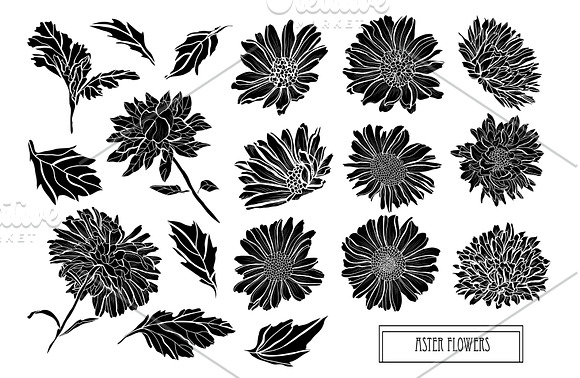 Aster Flowers Set in Illustrations - product preview 5