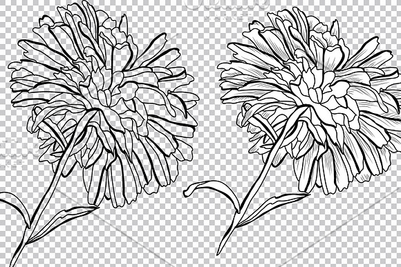 Aster Flowers Set in Illustrations - product preview 6