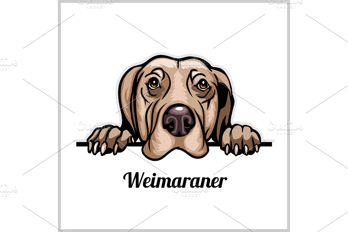 Color dog head, Weimaraner breed on in Illustrations - product preview 8