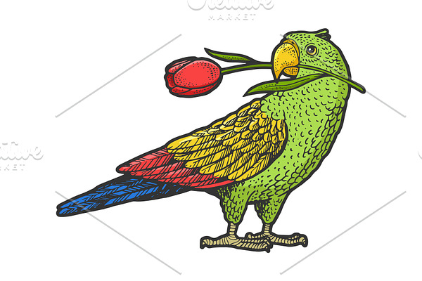 Parrot with tulip in beak sketch