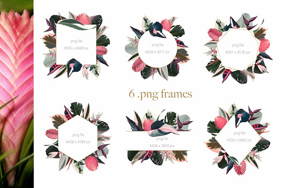 Pink tropical frames and patterns in Illustrations - product preview 8