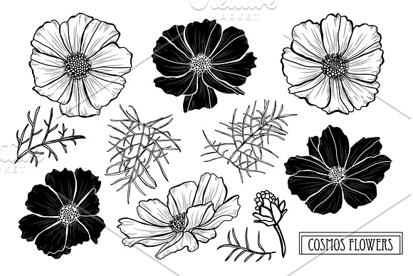 Cosmos Flowers Set in Illustrations - product preview 4