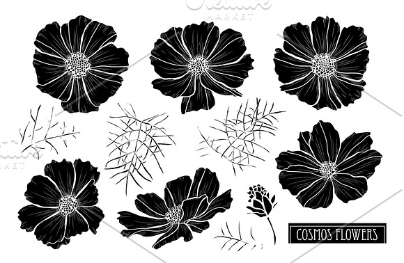 Cosmos Flowers Set in Illustrations - product preview 5